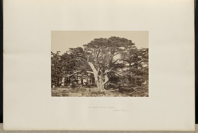 Le plus grand des cèdres, le Mont-Liban - Francis Frith