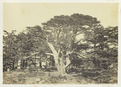 Le plus grand des cèdres, le Mont-Liban - Francis Frith