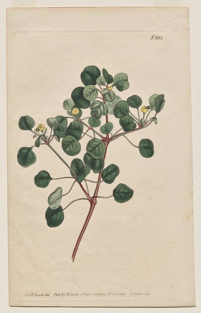 Le Magazine Botanique ou Jardin de Fleurs Exposé: Planche 883, Euphorbia Petiolaris. Épurge à longues tiges - Francis Sansom
