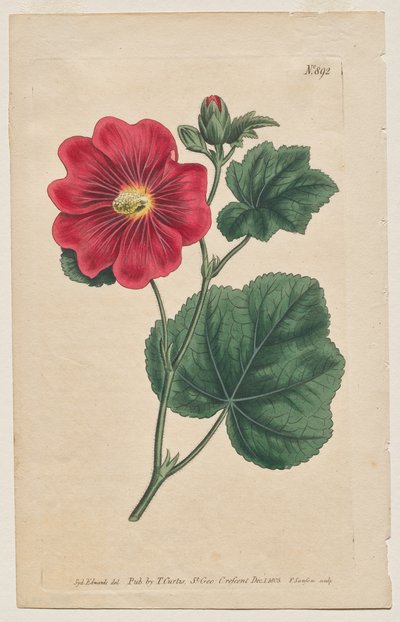Le Magazine Botanique ou Jardin de Fleurs Exposé: Planche 892, Althaea Flexuosa. Seringapatam Une rose trémière. [Althea rosea] - Francis Sansom