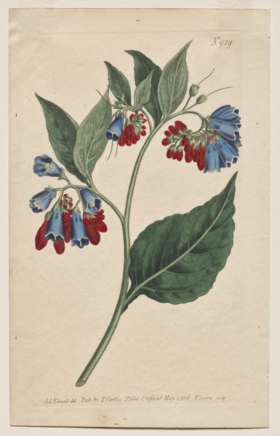 Le Magazine Botanique ou Jardin de Fleurs Exposé: Planche 929, Symphyum Asperrim. Consoude épineuse. [Symphytum asperum] - Francis Sansom