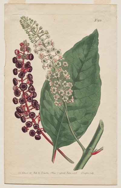 Le Magazine Botanique ou Jardin de Fleurs Exposé: Planche 931, Phytolacca Decandra. Raisin d