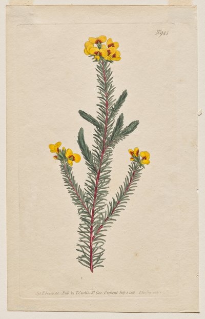 Le Magazine Botanique ou Jardin de Fleurs Déployé : Planche 944, Dillwynia Glaberrima. Dillwynnia à Feuilles Lisses. [Dillwynia ericifolia gaberrima] - Francis Sansom