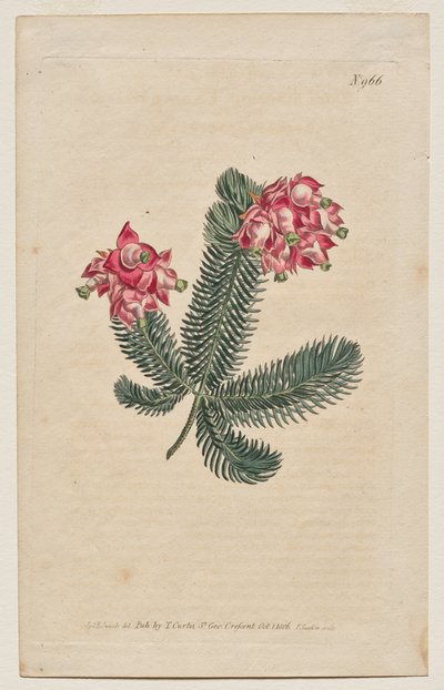 Le Magazine Botanique ou Jardin de Fleurs Déployé : Planche 966, Erica Elegans. Bruyère Élégante [Erica glauca] - Francis Sansom