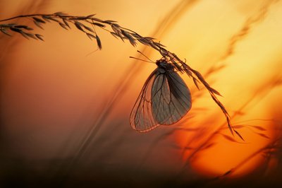 Papillon de l