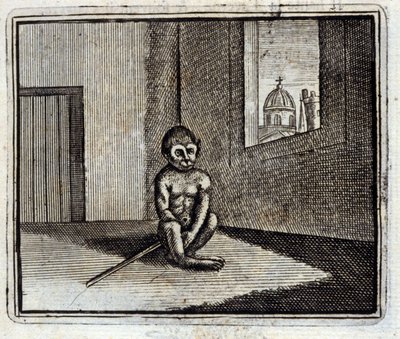 Le Singe - Francois Chauveau