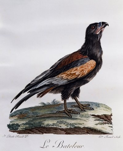 Bateleur adulte (Terathopius ecaudatus), gravure de Histoire Naturelle des Oiseaux d