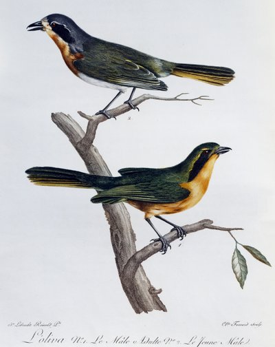 Mâle adulte et jeune de Pririt à dos olive, gravure de Histoire Naturelle des Oiseaux d