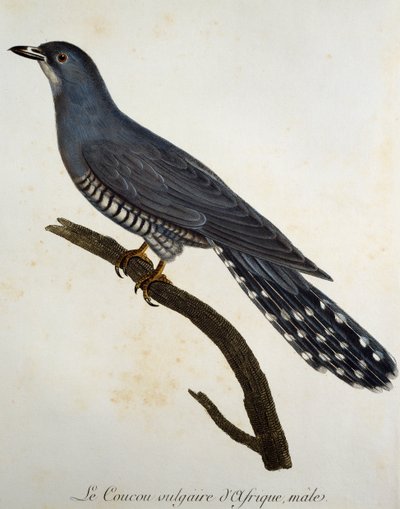 Coucou africain (Cuculus gularis), gravure de Histoire Naturelle des Oiseaux d
