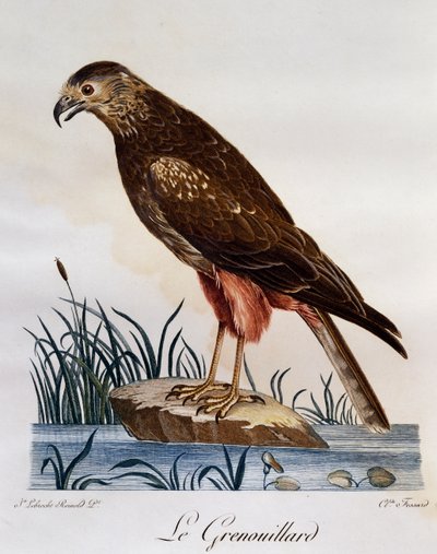 Busard grenouillard (Circus ranivorus), gravure de Histoire Naturelle des Oiseaux d