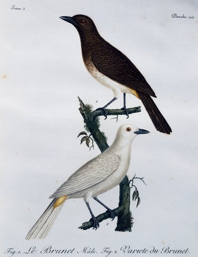 Bulbul à yeux rouges africain (Pycnonotus nigricans), gravure de Histoire Naturelle des Oiseaux d