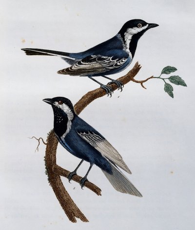 Mésange cendrée (Parus cinerascens), gravure de Histoire Naturelle des Oiseaux d