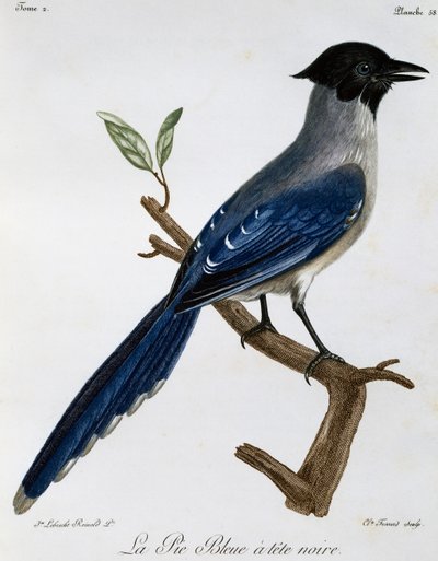 Pie bleue, gravure de Histoire Naturelle des Oiseaux d