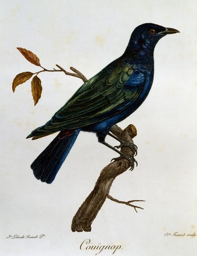 Étourneau brillant à ventre noir (Lamprotornis corruscus), gravure de Histoire Naturelle des Oiseaux d