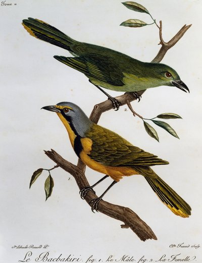 Bokmakierie (Telophorus zeylonus), gravure de Histoire Naturelle des Oiseaux d