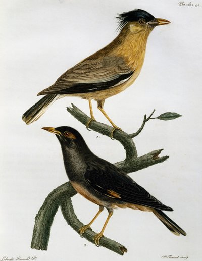 Étourneau brahmane et, en dessous, Martin triste, gravure de Histoire Naturelle des Oiseaux d