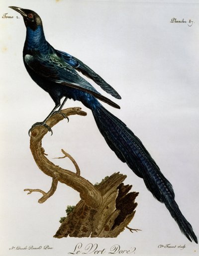 Étourneau brillant de Burchell (Lamprotornis australis), gravure de Histoire Naturelle des Oiseaux d