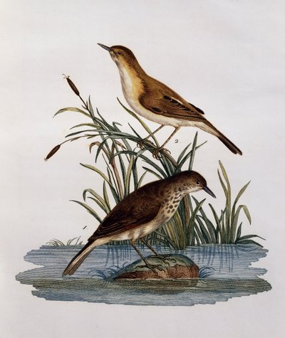 Cagueteuse et Lisabelle, gravure de Histoire Naturelle des Oiseaux d