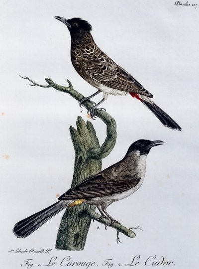 Bulbul du Cap (Pycnonotus capensis) et, en dessous, Bulbul des jardins (Pycnonotus barbatus), gravure de Histoire Naturelle des Oiseaux d
