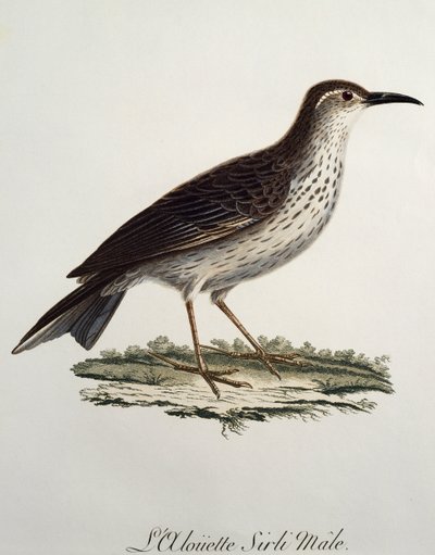 Longbill mâle du Cap (Certhilauda curvirostris), gravure de Histoire Naturelle des Oiseaux d