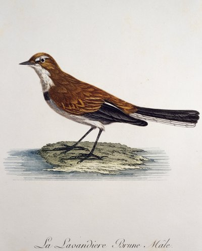 Bergeronnette du Cap mâle, gravure de Histoire Naturelle des Oiseaux d