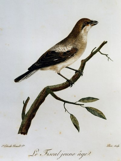 Pie-grièche fiscale (Lanius collaris), gravure de Histoire Naturelle des Oiseaux d