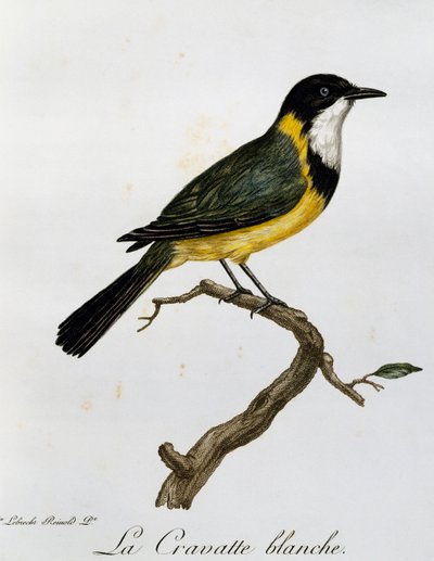 Siffleur doré (Pachycephala pectoralis), gravure de Histoire Naturelle des Oiseaux d