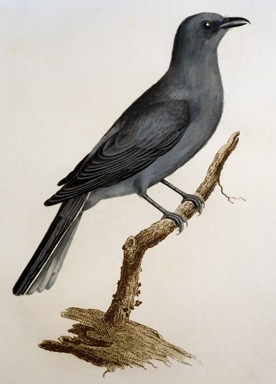 Échenilleur gris (Coracina caesia), gravure de Histoire Naturelle des Oiseaux d