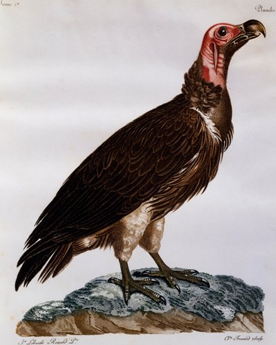 Vautour oricou (Torgos tracheliotos), gravure de Histoire Naturelle des Oiseaux d