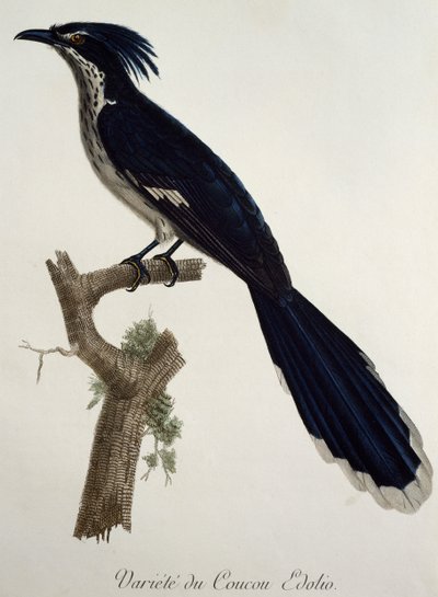 Coucou de Levaillant, gravure de Histoire Naturelle des Oiseaux d
