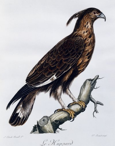 Aigle à longue crête (Lophaetus occipitalis), gravure de Histoire Naturelle des Oiseaux d