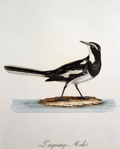 Bergeronnette pie mâle, gravure de Histoire Naturelle des Oiseaux d