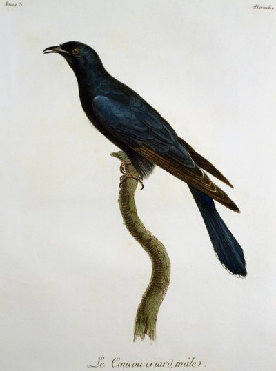 Coucou noir mâle (Cuculus clamosus), gravure de Histoire Naturelle des Oiseaux d