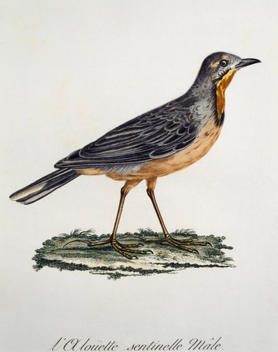 Longclaw mâle du Cap (Macronyx capensis), gravure de Histoire Naturelle des Oiseaux d