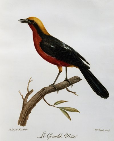 Gonolek commun mâle (Laniarius barbarus), gravure de Histoire Naturelle des Oiseaux d