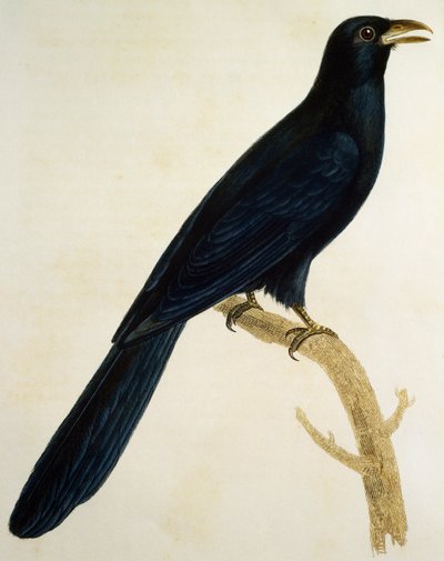 Coucou à gros bec mâle, gravure de Histoire Naturelle des Oiseaux d