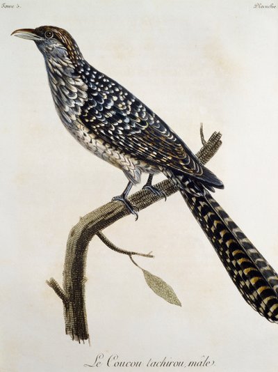 Coucou tachirou mâle, gravure de Histoire Naturelle des Oiseaux d