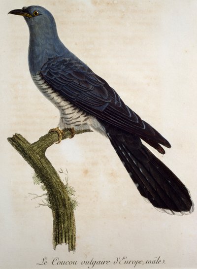 Coucou gris mâle (Cuculus canorus), gravure de Histoire Naturelle des Oiseaux d