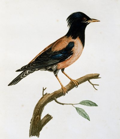 Étourneau roselin mâle (Sturnus roseus), gravure de Histoire Naturelle des Oiseaux d