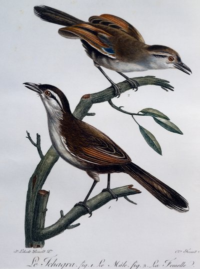Mâle et femelle de Tchagra à couronne noire (Tchagra senegalus), gravure de Histoire Naturelle des Oiseaux d