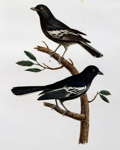 Mâle et femelle de Mésange noire (Parus niger), gravure de Histoire Naturelle des Oiseaux d