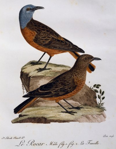 Merle de roche du Cap mâle et femelle, gravure de Histoire Naturelle des Oiseaux d