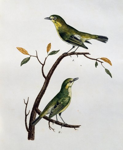 Mâle et femelle de Zostérops pâle (Zosterops pallidus), gravure de Histoire Naturelle des Oiseaux d