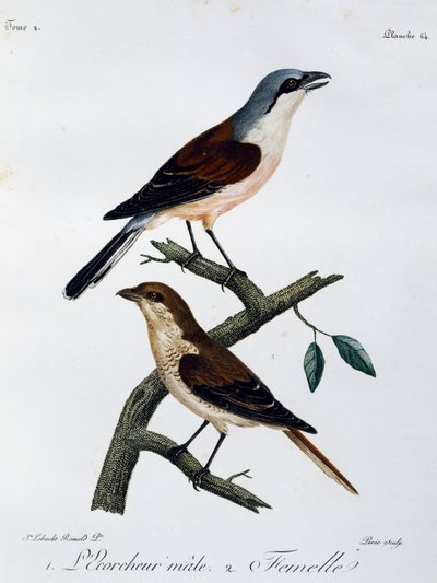 Pie-grièche écorcheur mâle et femelle, gravure de Histoire Naturelle des Oiseaux d