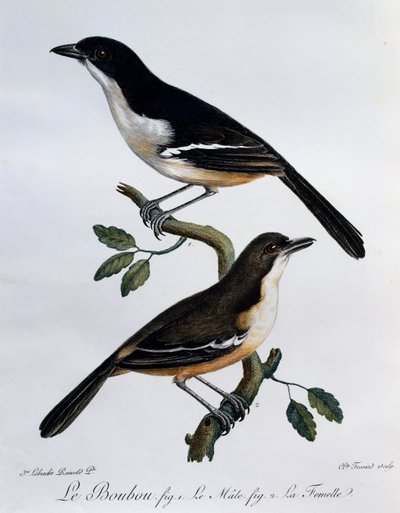 Boubou méridional mâle et femelle (Laniarius ferrugineus), gravure de Histoire Naturelle des Oiseaux d