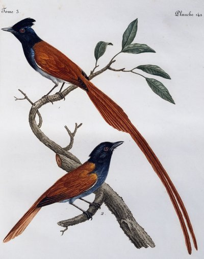 Gobemouche gris mâle et femelle, gravure de Histoire Naturelle des Oiseaux d