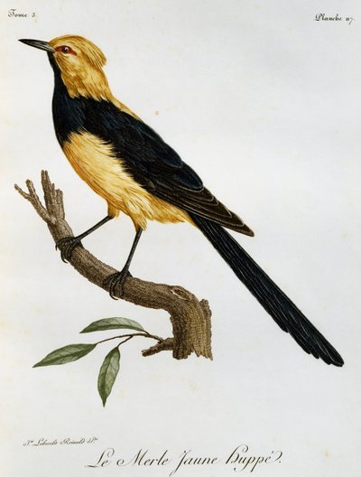 Merle jaune huppé, gravure de Histoire Naturelle des Oiseaux d