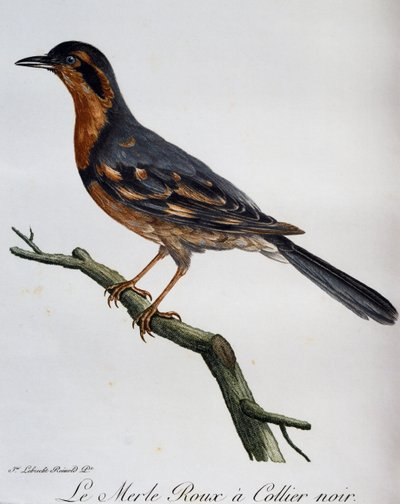 Merle roux à collier noir, gravure de Histoire Naturelle des Oiseaux d