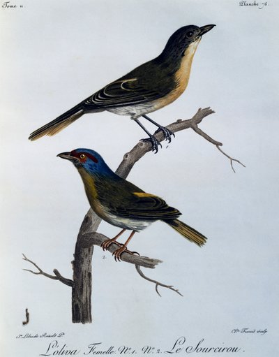 Pririt à dos vert (Telophorus olivaceus), gravure de Histoire Naturelle des Oiseaux d