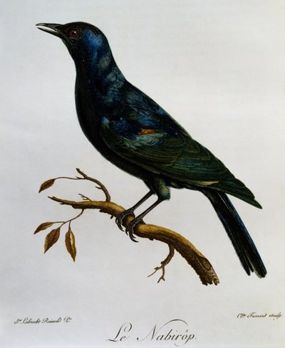 Étourneau à ailes pâles (Onychognathus nabouroup), gravure de Histoire Naturelle des Oiseaux d